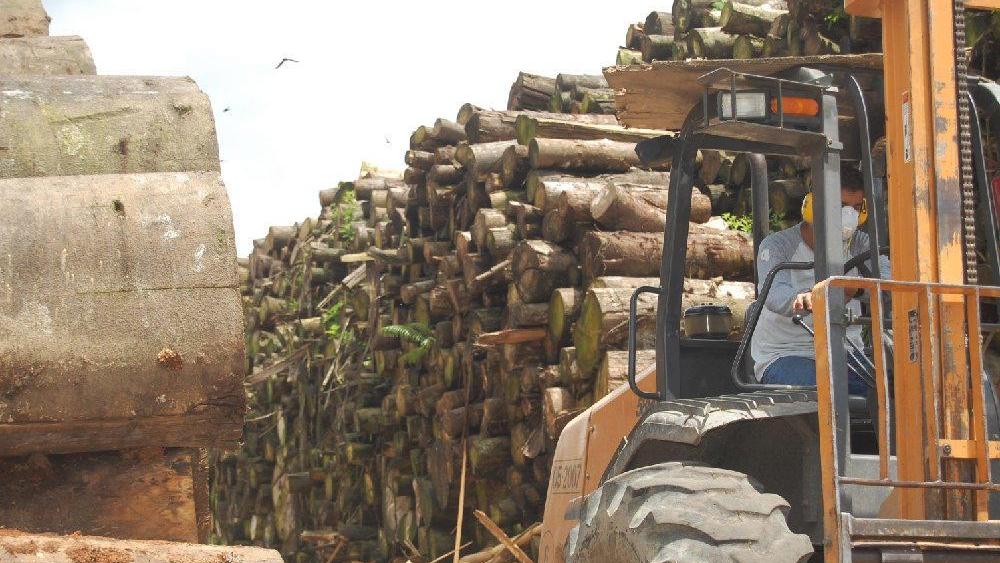 Gobierno prepara acciones para detener tala de árboles