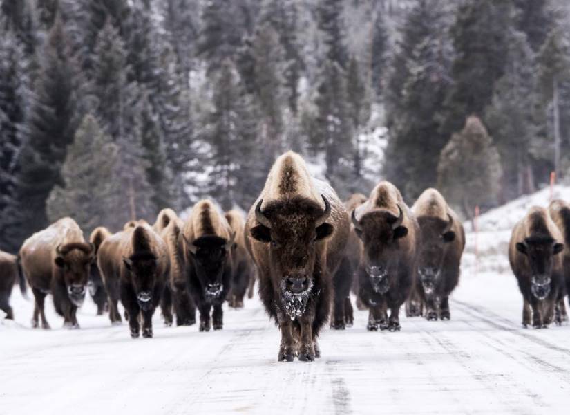 Parque Nacional Yellowstone