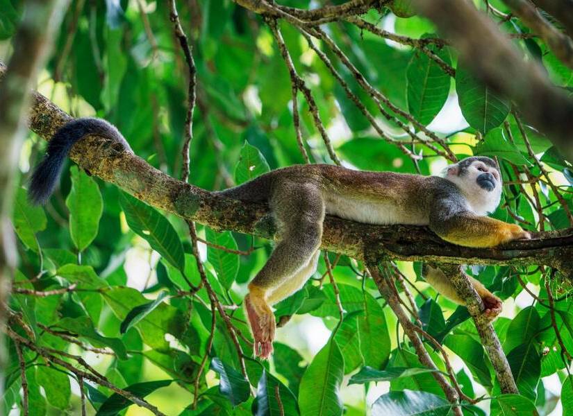 Mono colgado de un árbol.