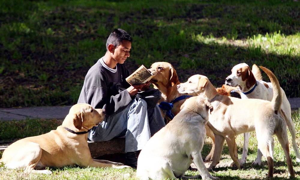 5 reglas básicas para educar a tu perro