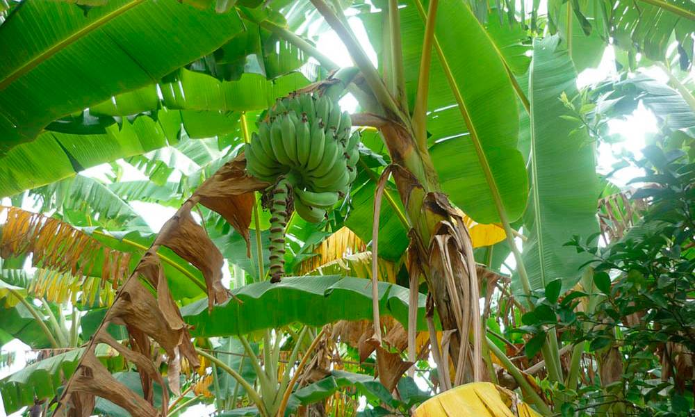 Bananeros proponen crear instituto contra plagas