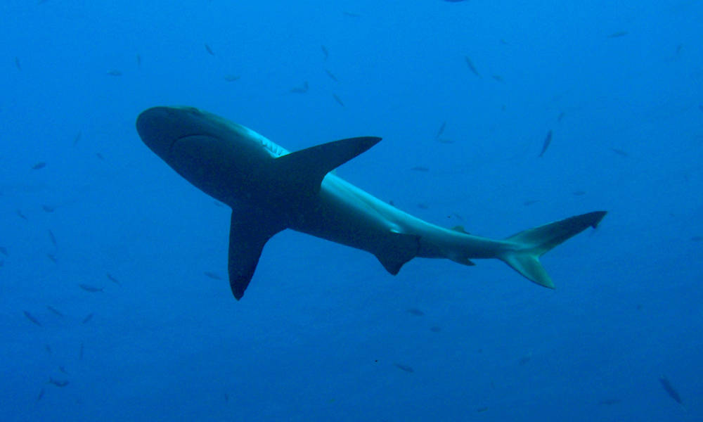 Piden regular mercado de aleta de tiburón que surten España y Latinoamérica