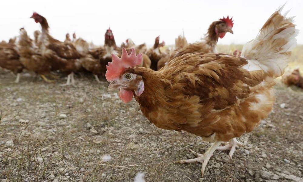 La gripe aviar se está adaptando a mamíferos, pero aún es rara en humanos, según OMS