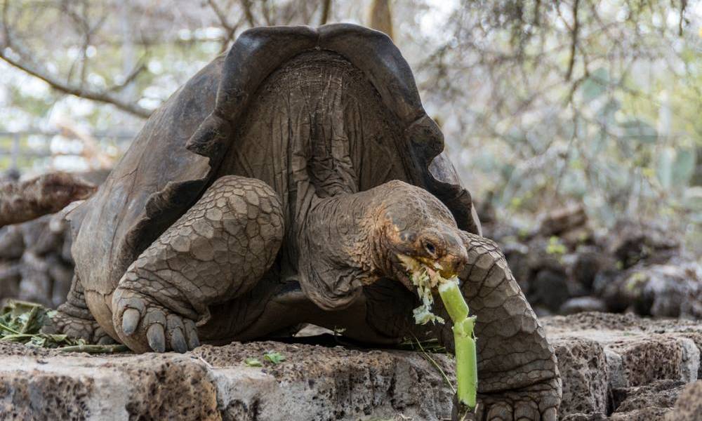 Autoridades iniciaron recuperación de especie de tortuga considerada extinta hace 150 años