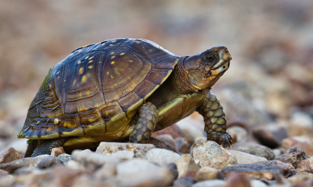 Lo que podemos aprender de las tortugas y los pulpos sobre una vida solitaria (y feliz)