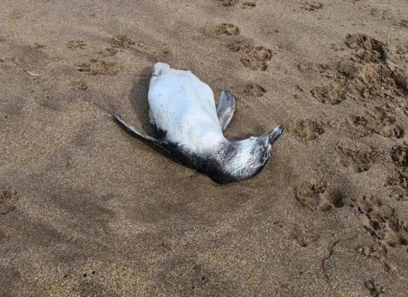 Pingüino hallado muerto en Mar de Plata