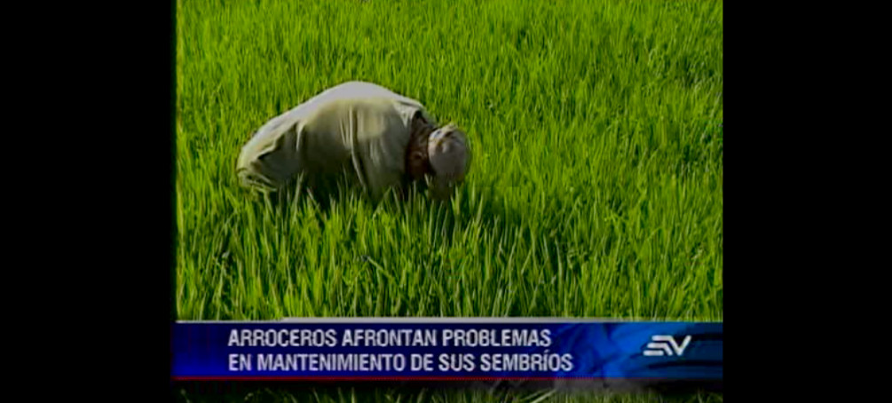 Sector arrocero en Guayas prevé una baja en su producción por plagas