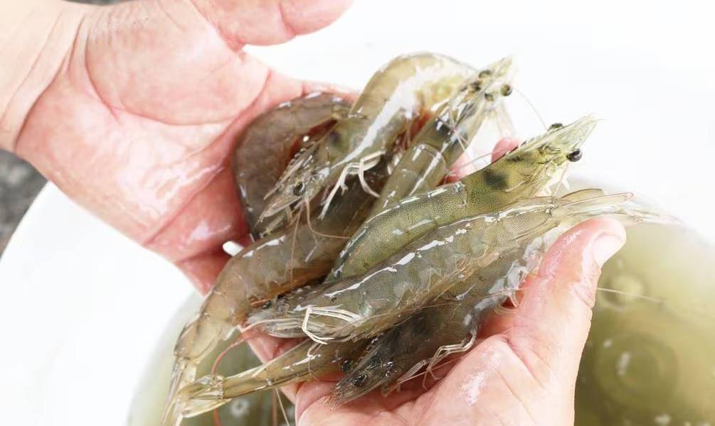 Comisión de Estados Unidos investiga al camarón ecuatoriano por prácticas antidumping