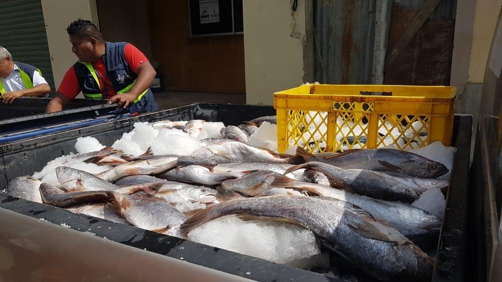 Autoridades incautan pesca ilícita en Posorja