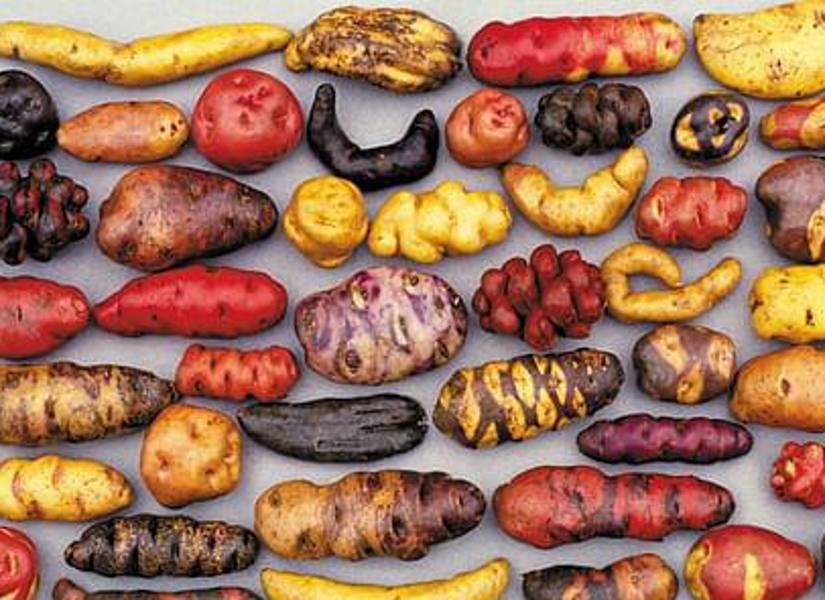 Fotografía referencial de las especies de papa en Perú.