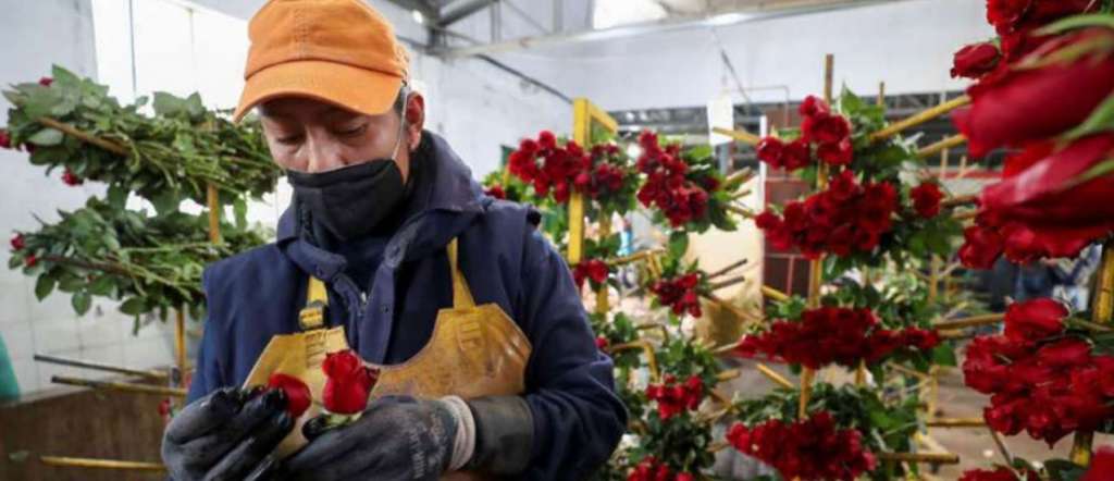 Sector florícola pierde $4 millones en una semana porque China canceló pedidos