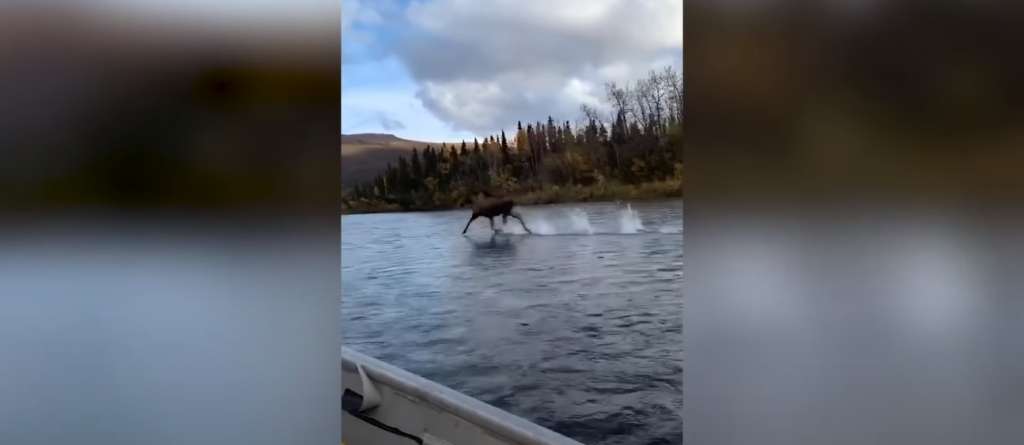 El video del alce “bíblico” que corre sobre el agua