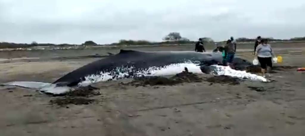 Ballena varada en playa de la Isla Puná