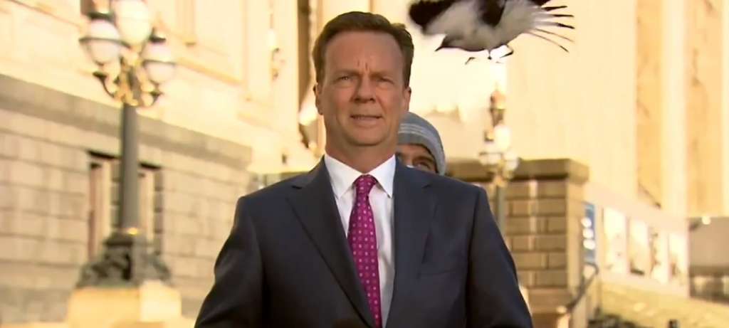 Urraca ataca a periodista que iba a reportar en vivo