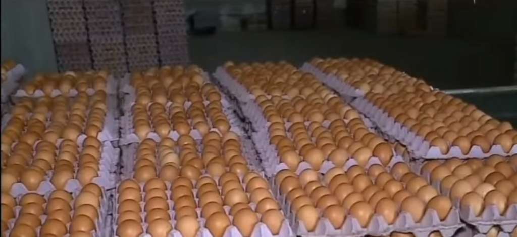 Crisis en sector avícola tras paro en Ecuador