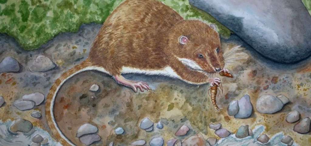 Descubren una nueva especie de rata en Ecuador