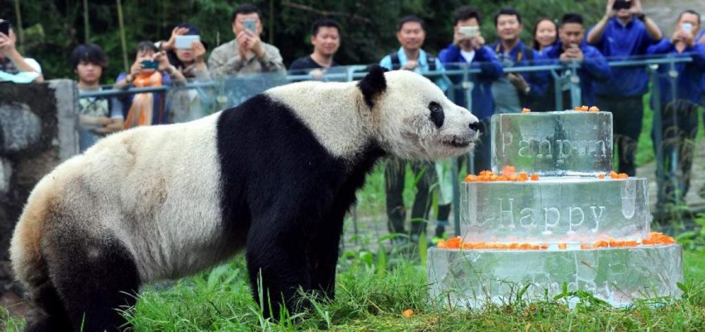 Murió Pan Pan, el panda macho más viejo del mundo