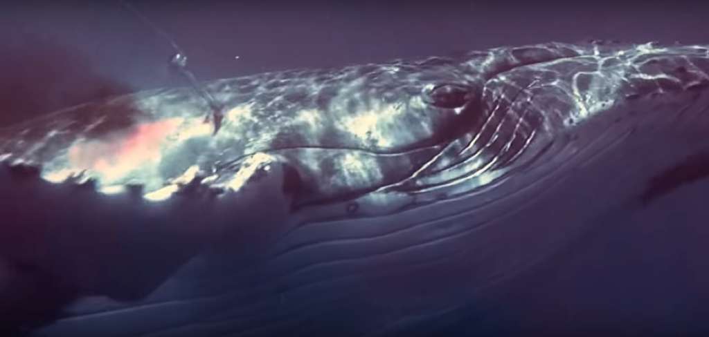 Avistan dos ballenas en costas de Francia en plena cuarentena