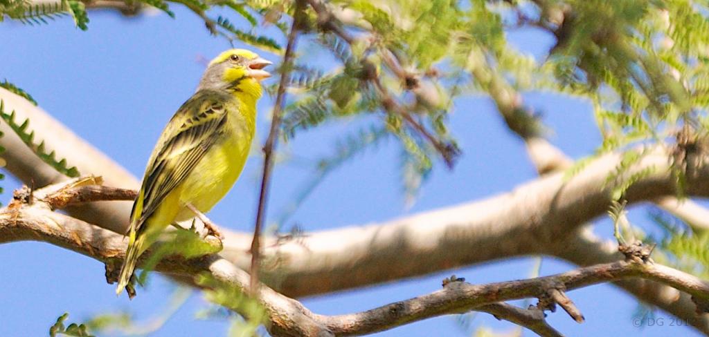 Cambio climático amenaza a la mitad de aves de Norteamérica