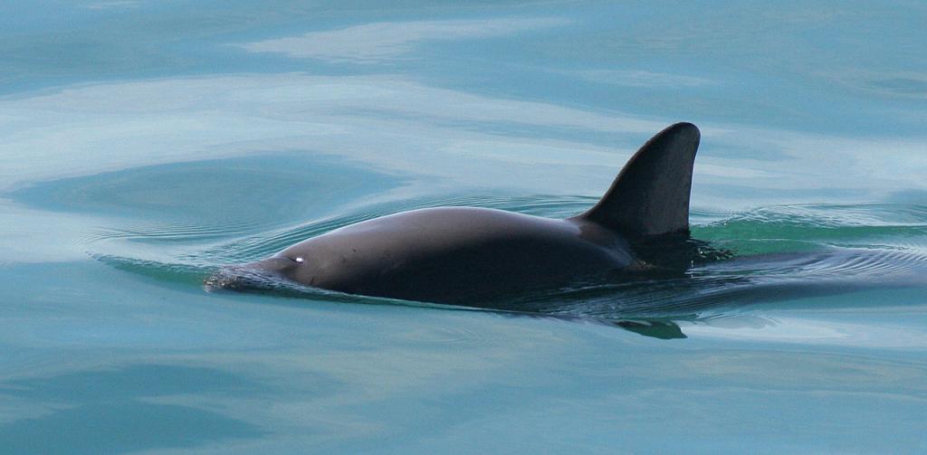 La vaquita marina de México, el cetáceo más pequeño, cerca de la extinción