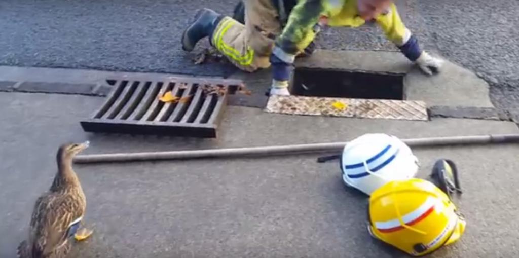 Nueva Zelanda: desesperada mamá pato pide ayuda a bomberos para rescatar a sus crías