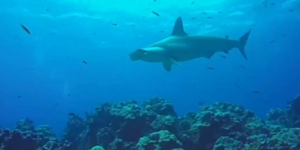 Piden ampliación del área de reserva marina de Galápagos