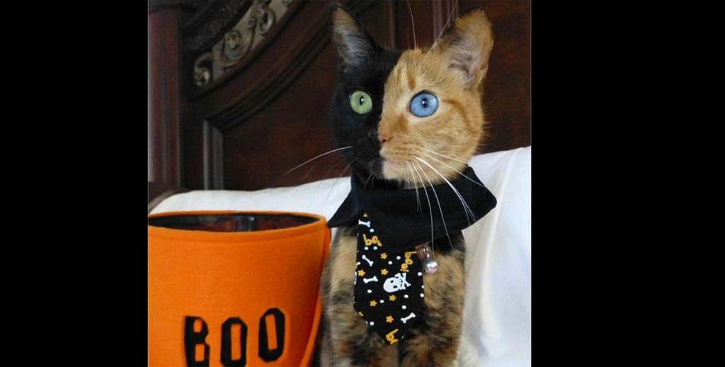 El misterio de la gata de dos caras que es furor en internet