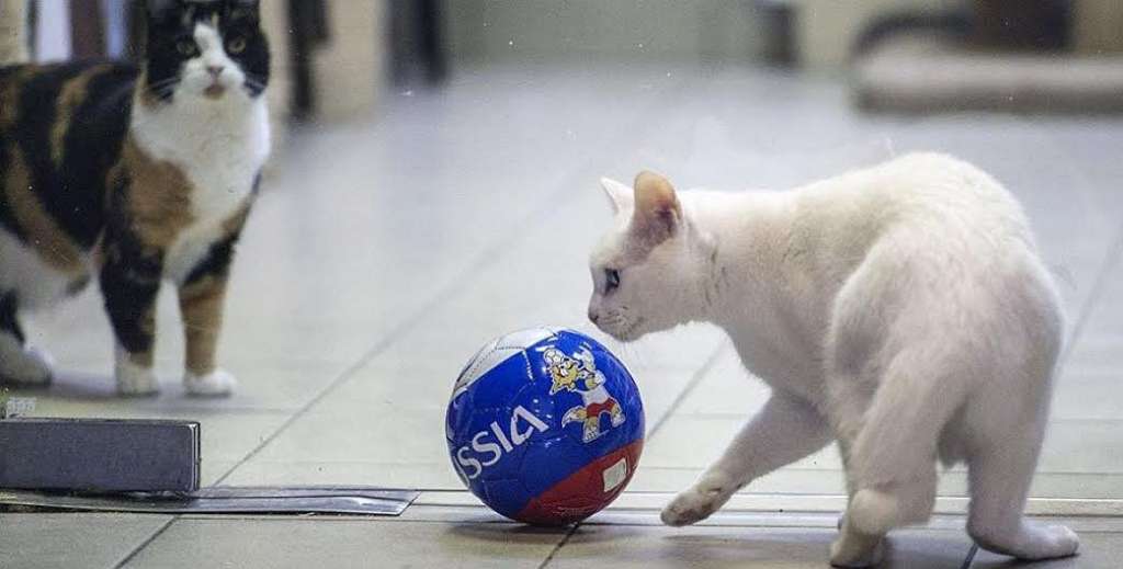 El gato Aquiles está listo para pronosticar en Rusia 2018