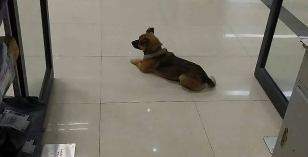 Un perro lleva 3 meses esperando en un hospital de Wuhan a su dueño fallecido