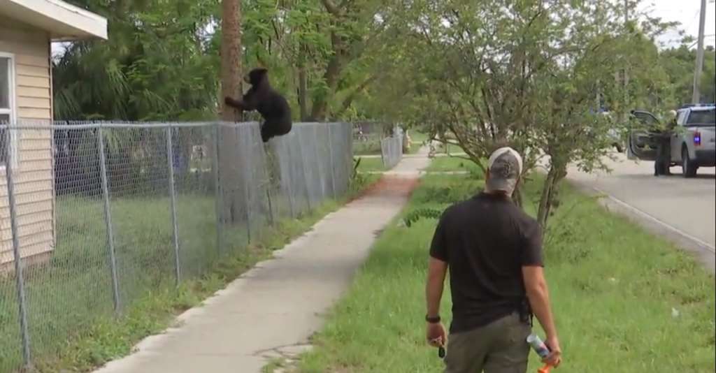 Usan donas para atrapar a un oso suelto en Florida