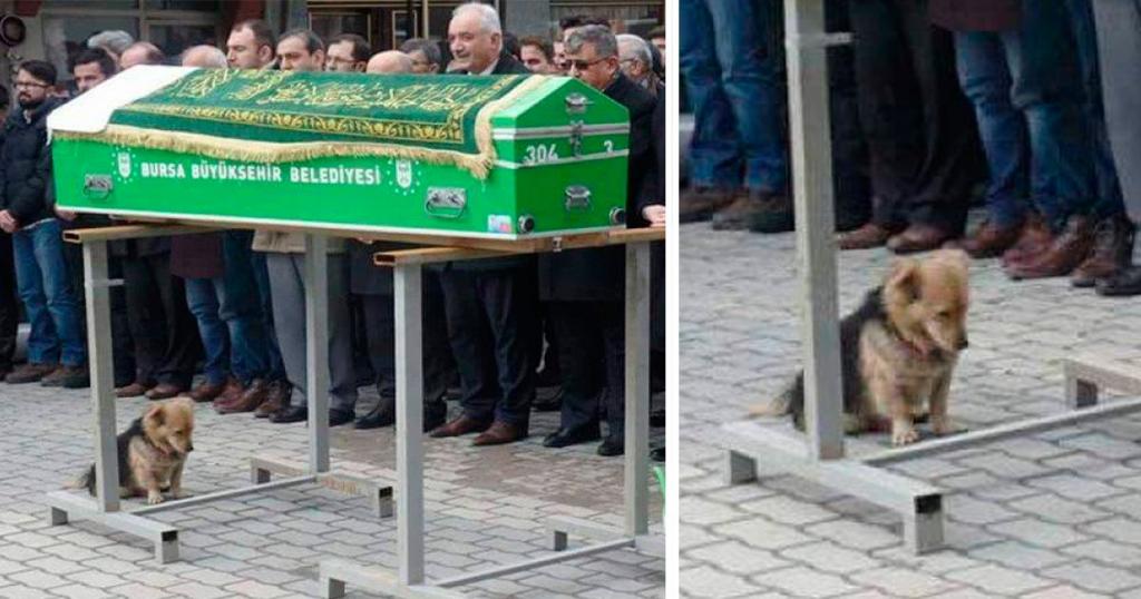 Este fue el conmovedor gesto de un perrito tras la muerte de su amo