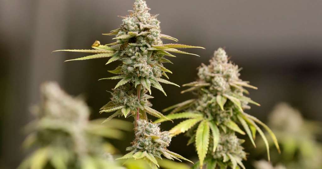 La ONU reconoce oficialmente las propiedades medicinales del cannabis