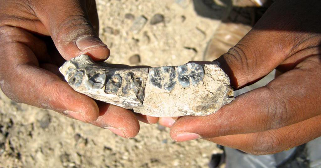 El hallazgo de un fósil de hace 2,8 millones de años retrocede 400.000 el origen de la especie humana