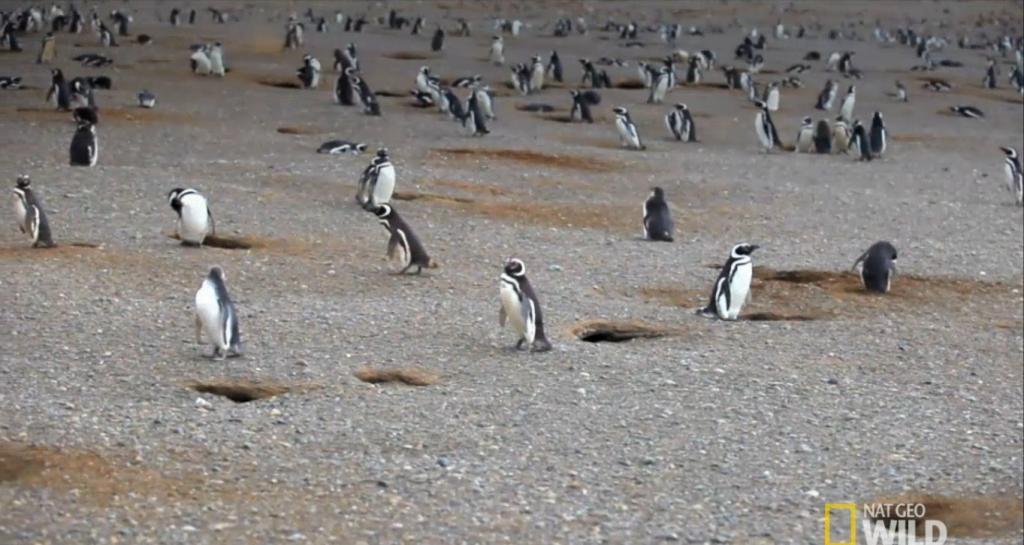 La sangrienta pelea de un pingüino después de encontrar a su pareja con “un amante”