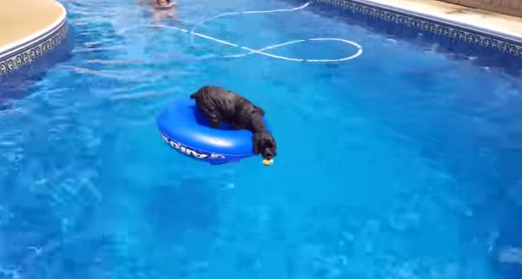 (VIDEO) Un perro recupera su pelota de una piscina sin mojarse
