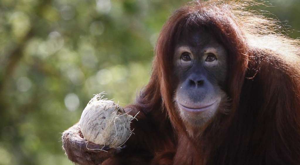 Ecuador traza un plan para cuidar primates en peligro de extinción