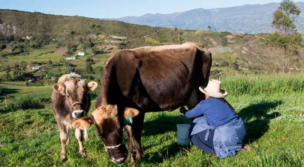 Cotopaxi: pequeños productores de leche, en crisis