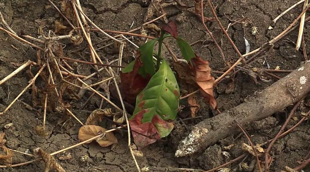Altas temperaturas ponen en peligro plantaciones de café