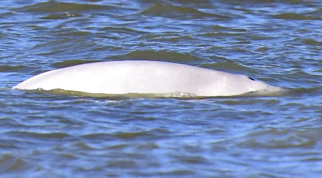 Encuentran a una ballena beluga nadando en el río Támesis