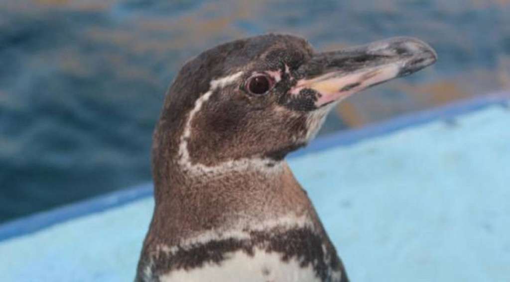 Descubren mayor expectativa de vida en pingüino de Galápagos