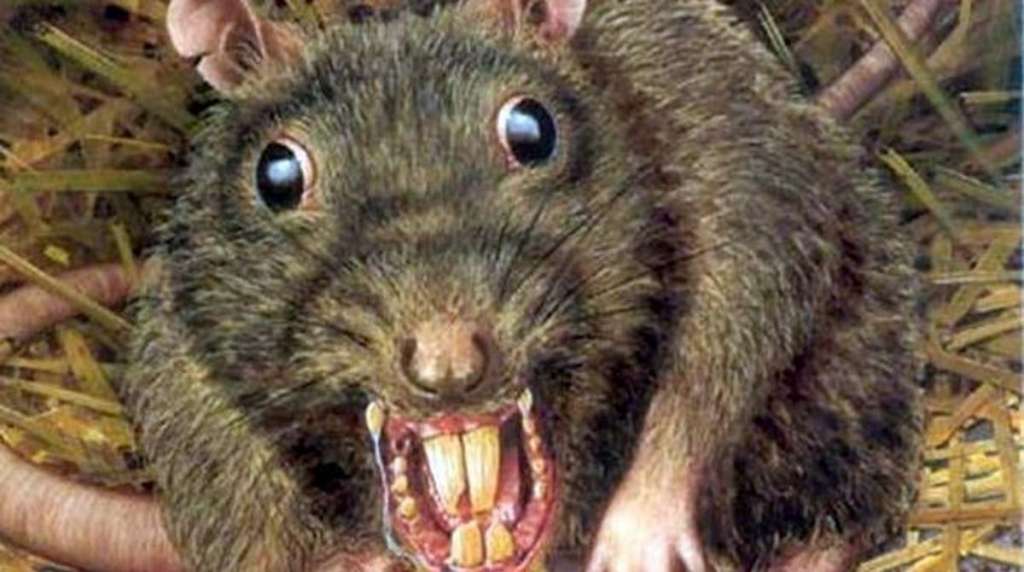 La sorprendente ‘rata gigante’ descubierta en México