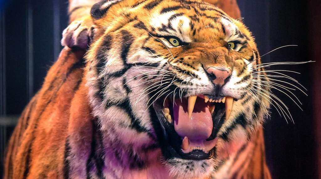 Vidrio salva a niño de garras de tigre en zoológico de Dublín
