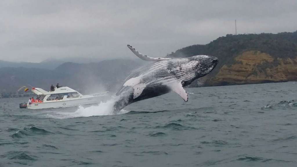 ¿Cómo afecta a Ecuador la caza de ballenas en Japón?