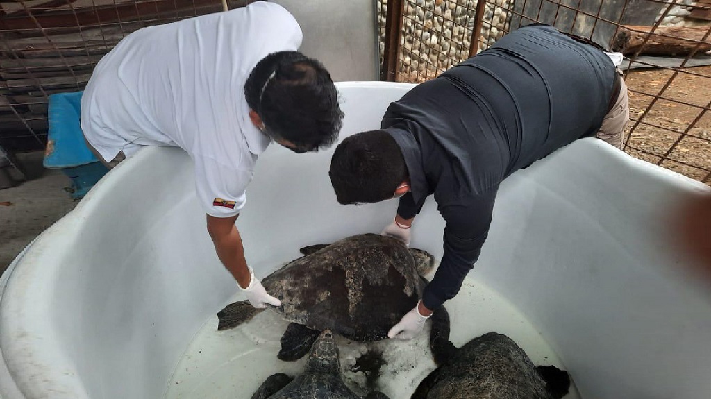 Rescatadas cinco tortugas marinas varadas en Esmeraldas