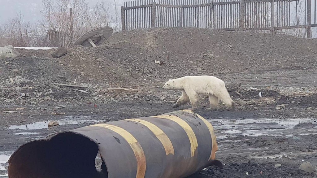 Hallan en Rusia un oso polar hambriento a 800 km de su hábitat