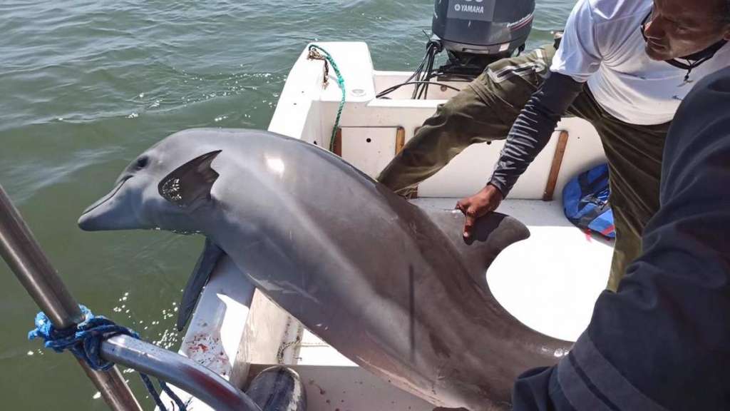 Rescatan a un delfín malherido y atrapado en redes de pesca en el Golfo de Guayaquil
