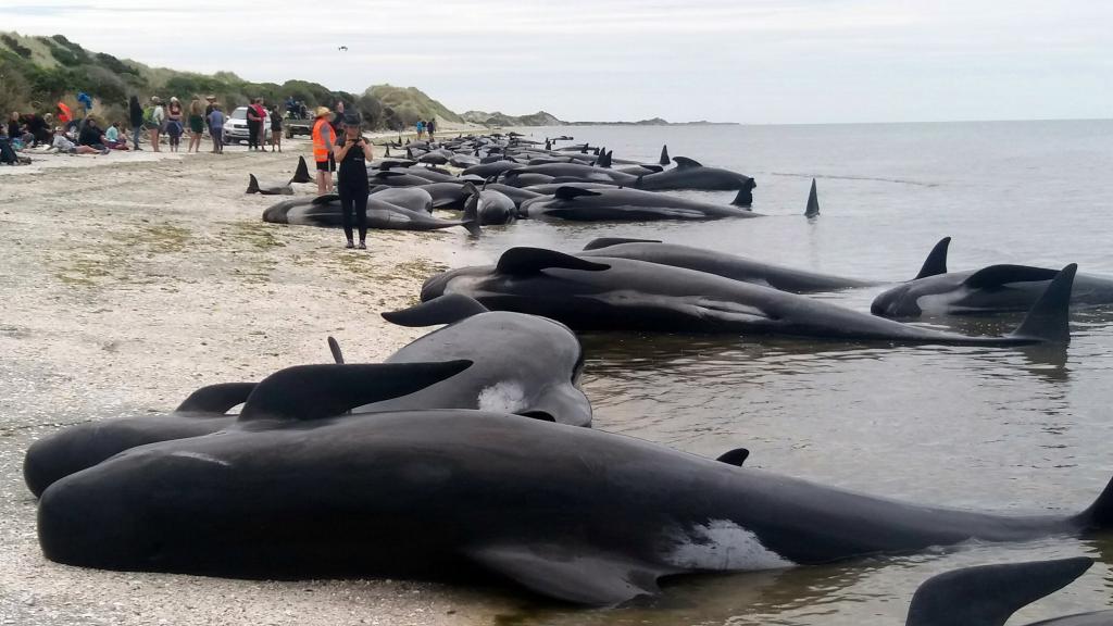 Más de 400 ballenas mueren encalladas en una playa de Nueva Zelanda