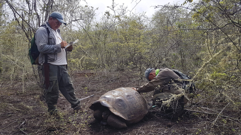 Galápagos: Localizan a pariente del Solitario George
