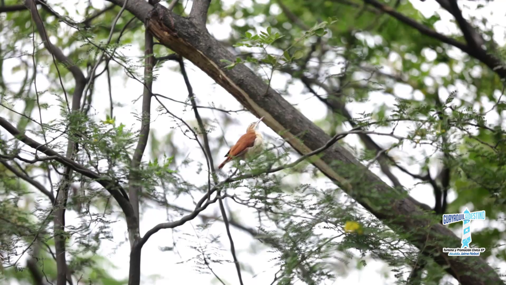Guayaquil, destino ideal para el Aviturismo
