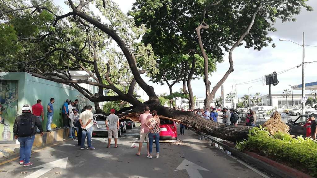 Árbol cae sobre tres carros en Guayaquil